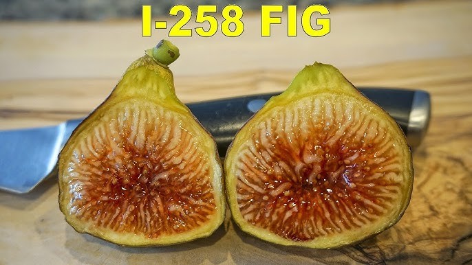 عقل تين ايطالي 258