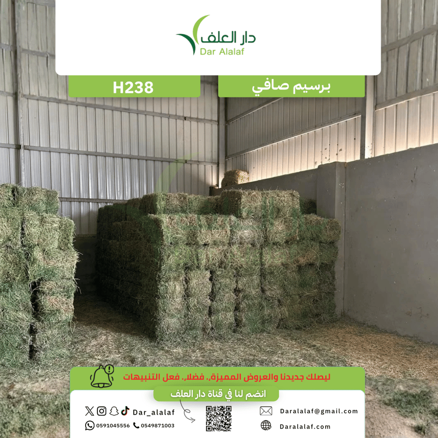 برسيم صافي  - H238