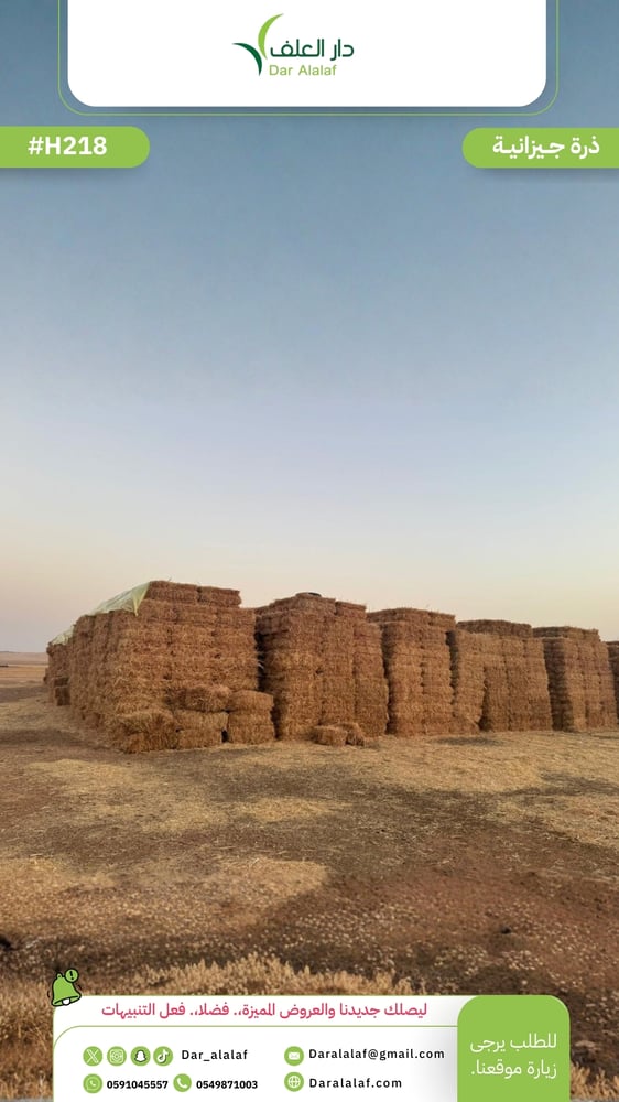 ذرة جيزانية - H218