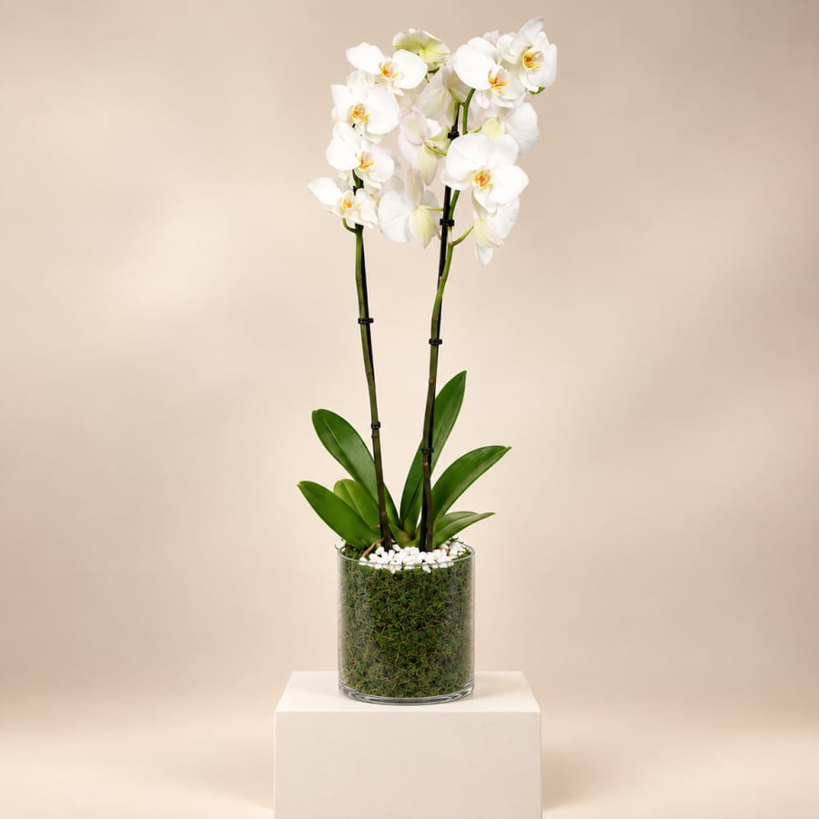 نبات الأوركيد الابيض