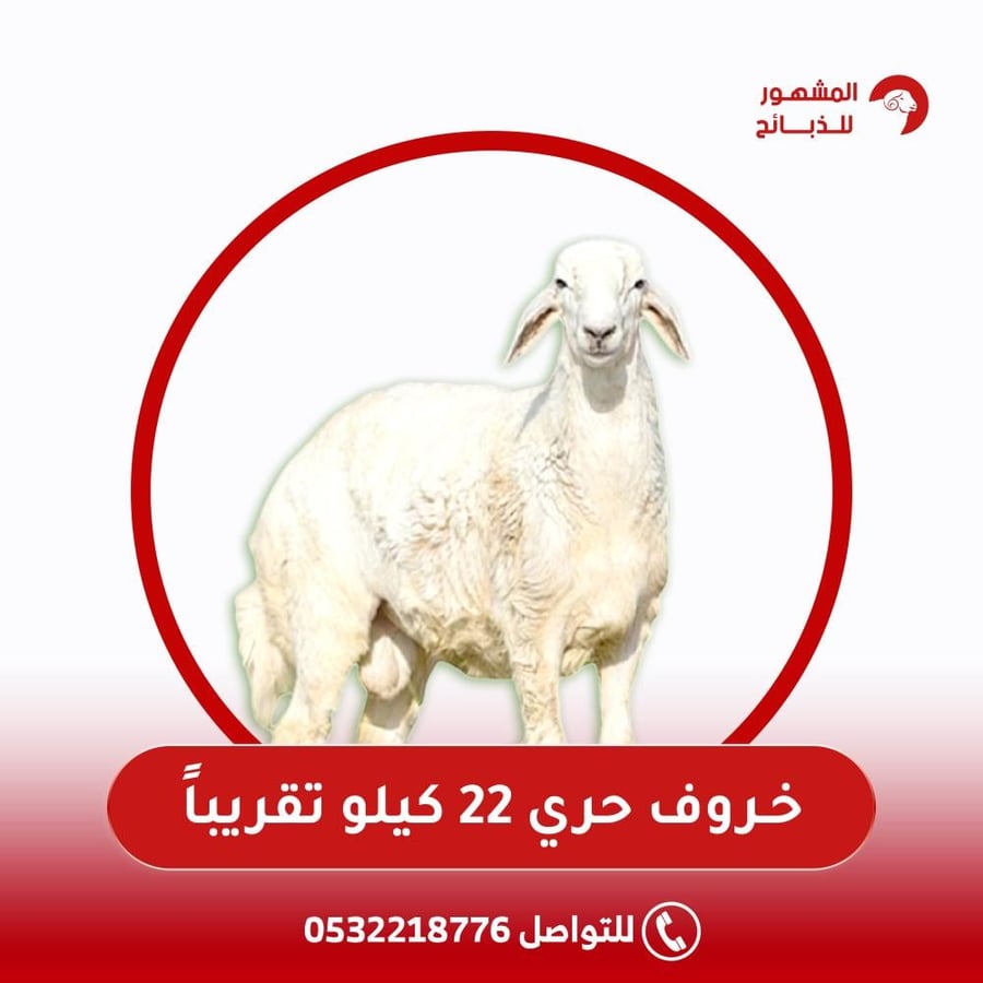 خروف حري 22 كيلو تقريبا