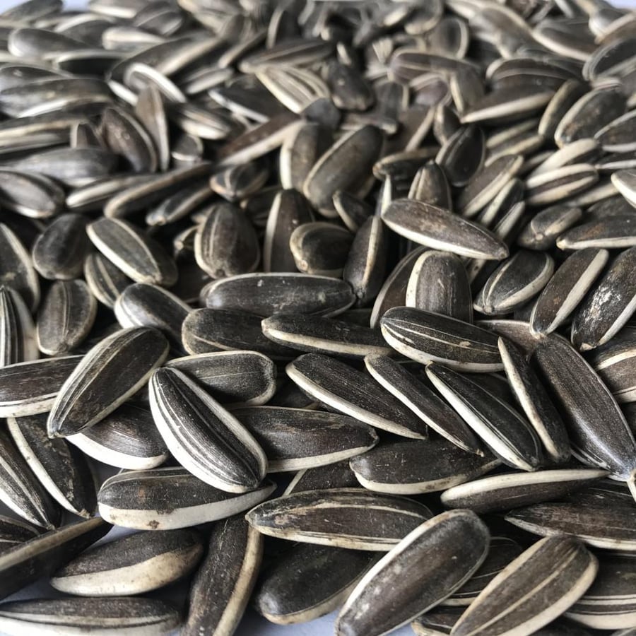 بيردي حب شمسي حبة كبيرة تعبئة 1kg