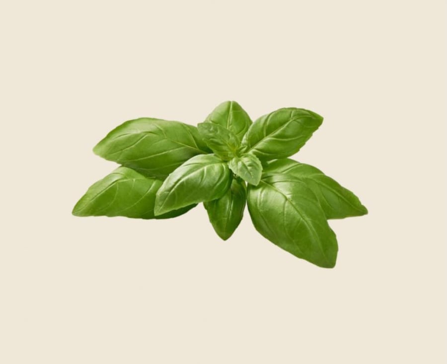 حبق ٣ ربطات