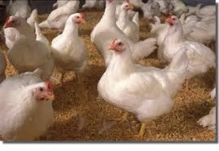 نشارة خشب للحيوانات الأليفة – كيس نشارة خشب عالية الامتصاص