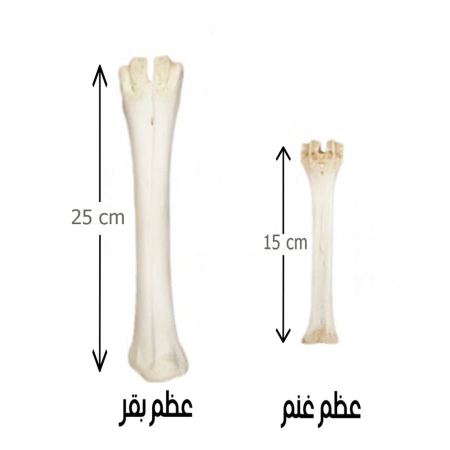 Natural Beef Bone 2 Pieces Treats for Wolfries Dogs