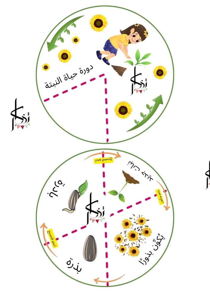 دورة حياة النبتة