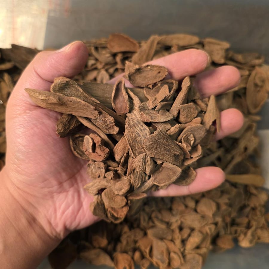 قواقع مالينو ملكي