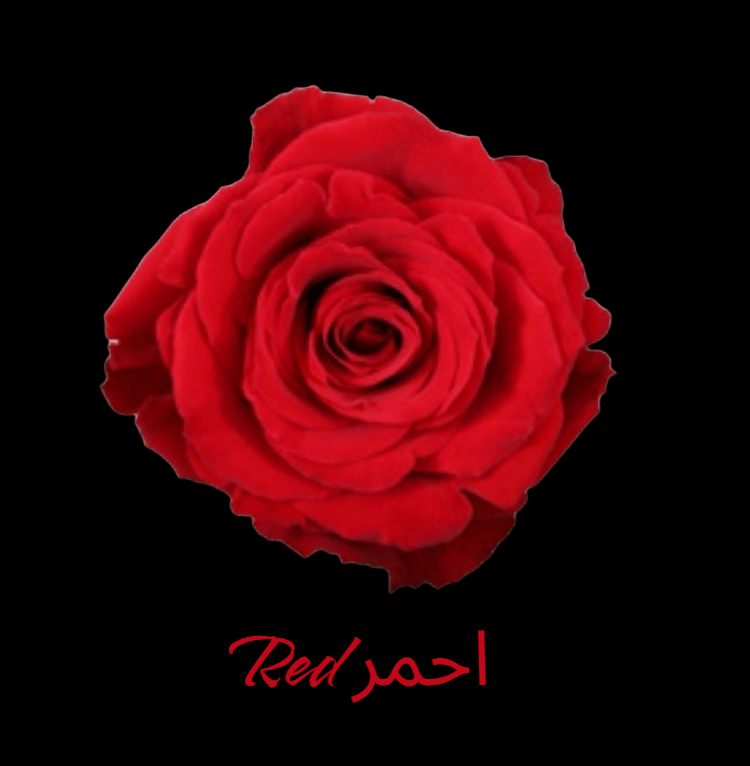 الحنونة مع شوكولاتة بستاني وردة Hanouna with Boustani Rose chocolate