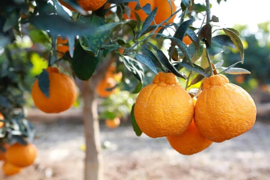 شتلات برتقال ابو تاج عمر ١٨ شهر