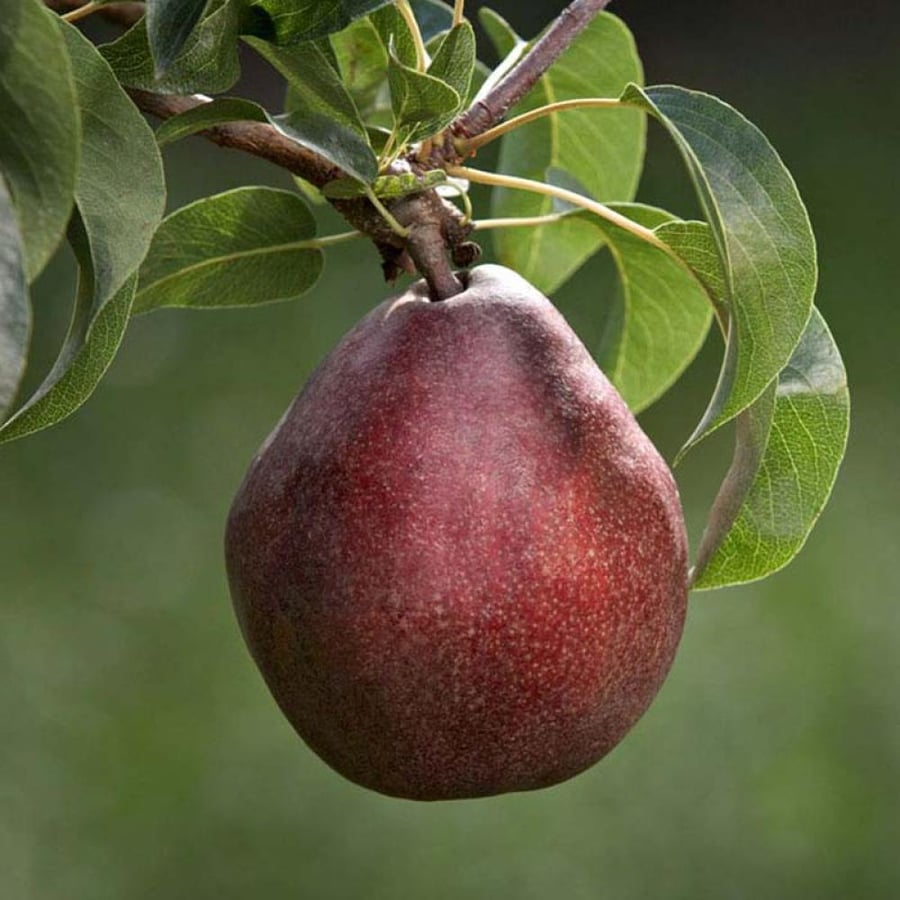 شتلات كمثرى ريد آنجو (Red Anjou Pear)