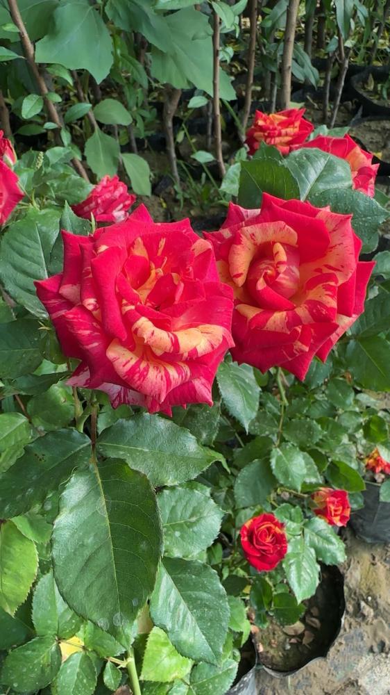 شتلات ورد جوري مبرقش روزا فريدا Rosa ‘Frida Kahlo’
