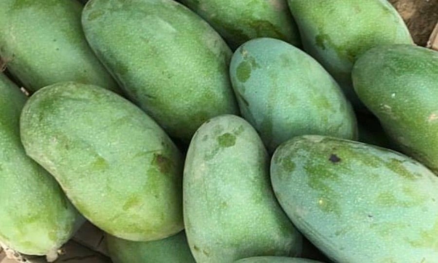 Indian mango seedlings, special