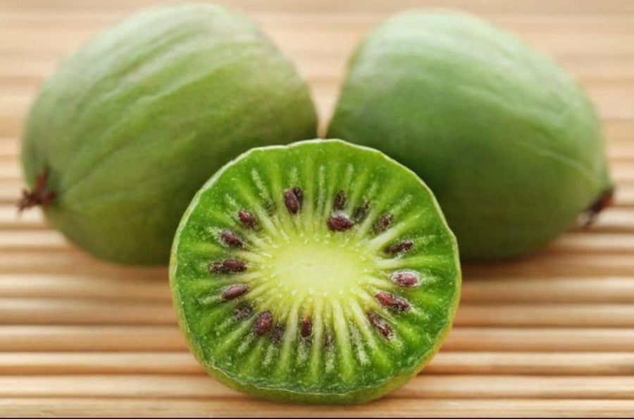 شتلات كيوي بيري (Mini Kiwi) – صنف Issai