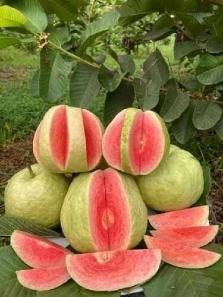 شتلات جوافه روبي تايلندي احمر