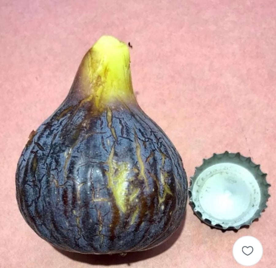 شتلات تين بلاك ماديرا kk