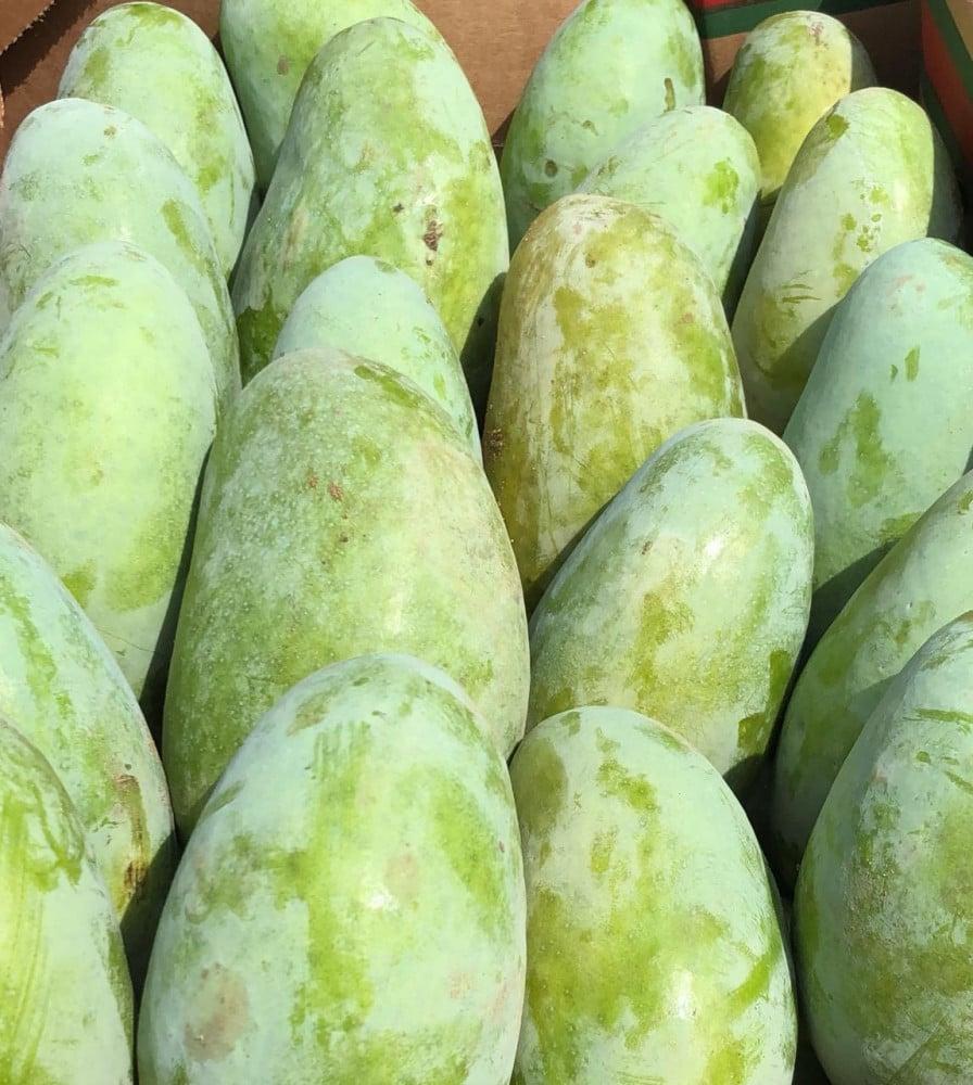 Indian mango seedlings, special