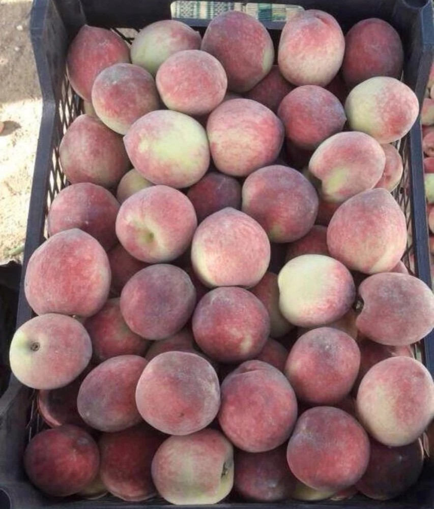 Peach seedlings zero seven