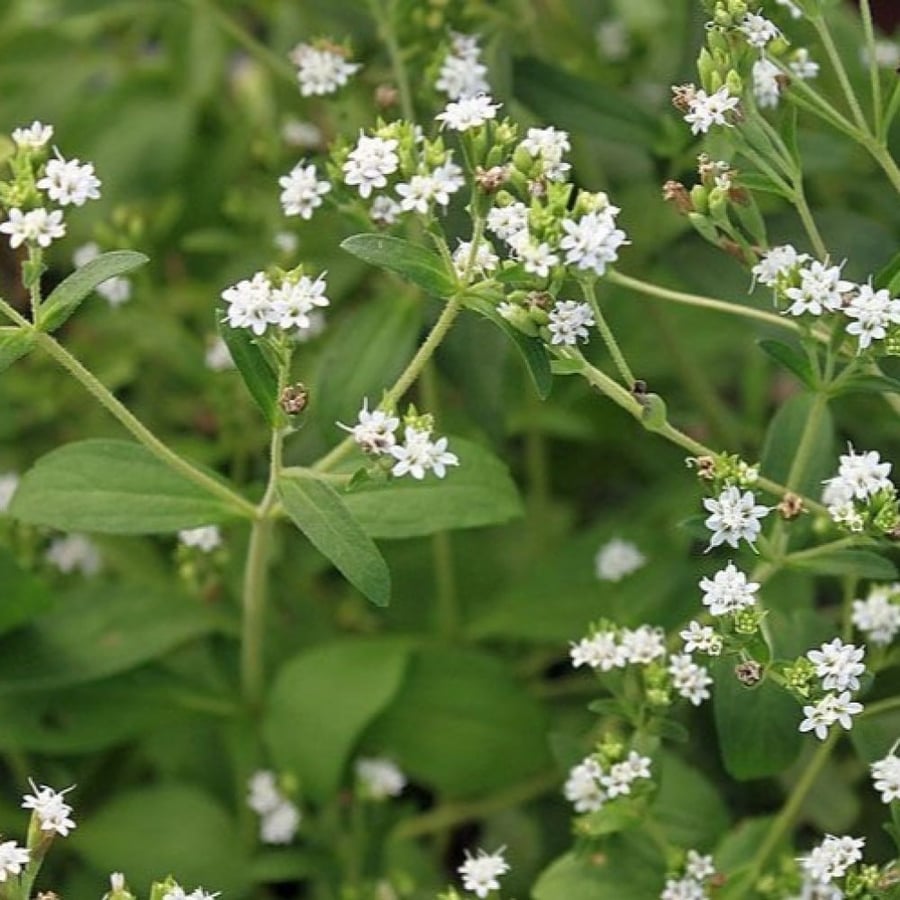 Stevia seedlings, sugar substitute