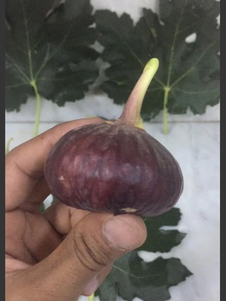 شتلات تين كعب الغزال