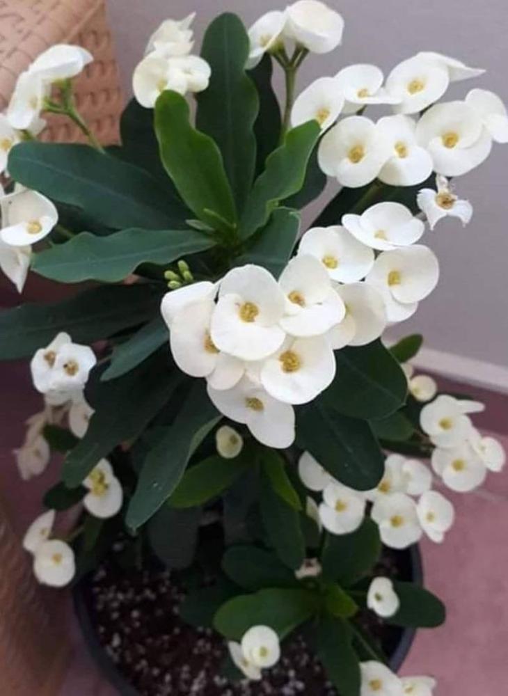 شتلات صبار ايفوربيا احمر و ابيض