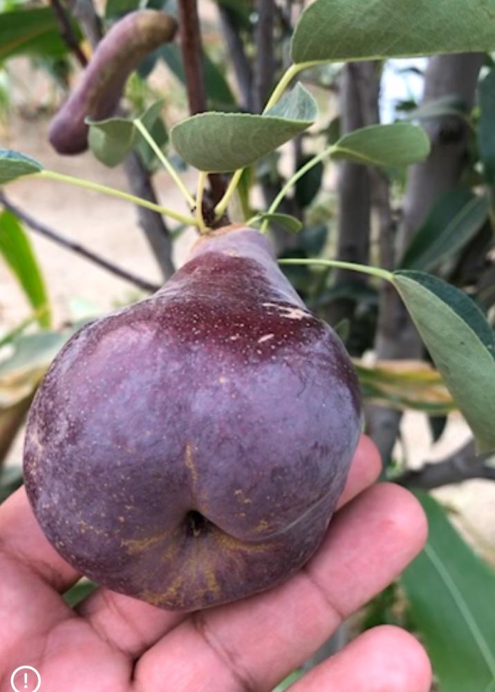 شتلات كمثرى ريد آنجو (Red Anjou Pear)