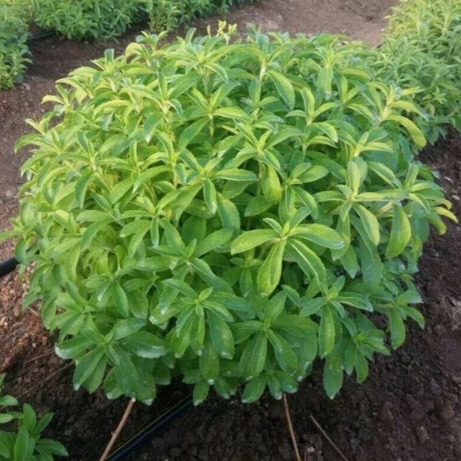 Stevia seedlings, sugar substitute