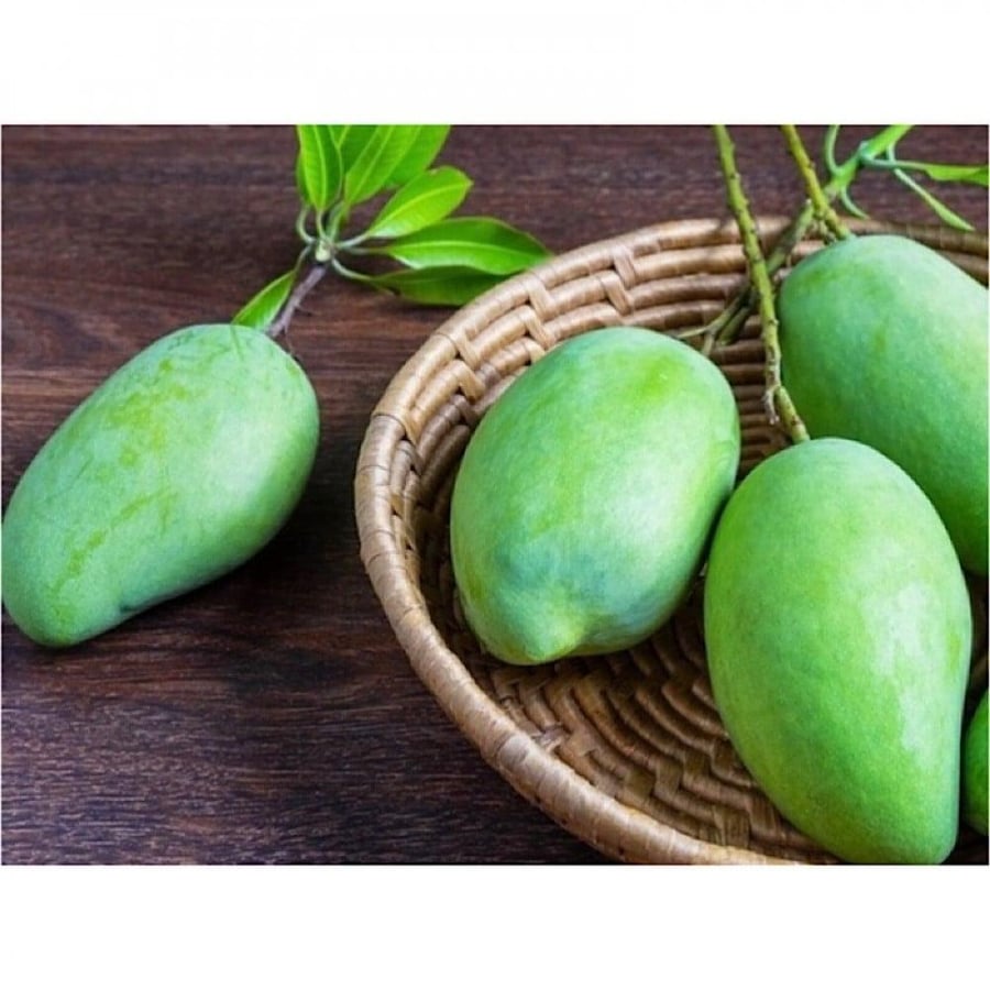 Indian mango seedlings, special