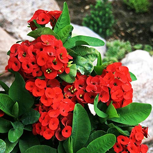 Red Euphoria cactus seedlings