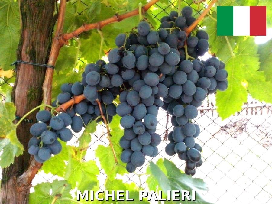 شتلات عنب ميشيل باليري Michele Palieri