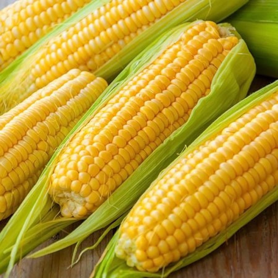 ذرة الذهب الحقيقي الحلوة - True Gold Sweet Corn