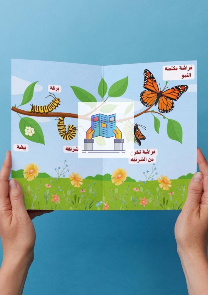 دورة حياة الفراشة