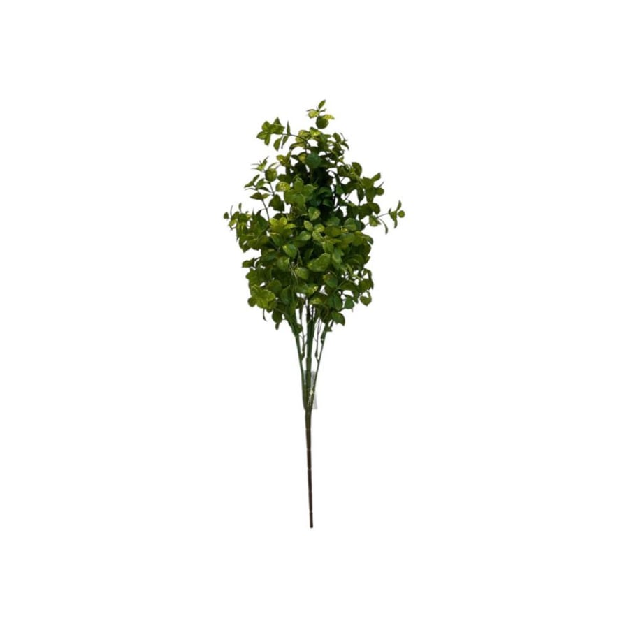 شتلة خضراء كليبتوس