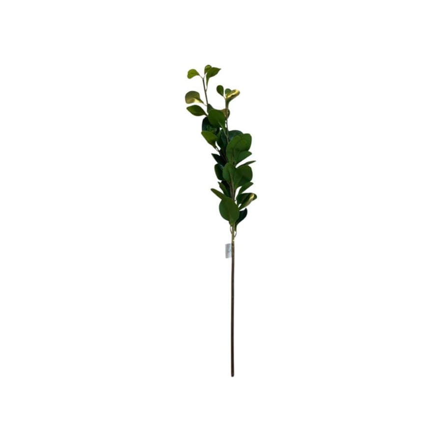 ورق غصن اخضر دائري