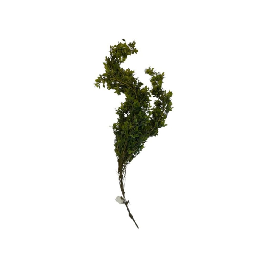 Green trellis variety