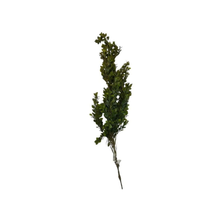 Green trellis variety