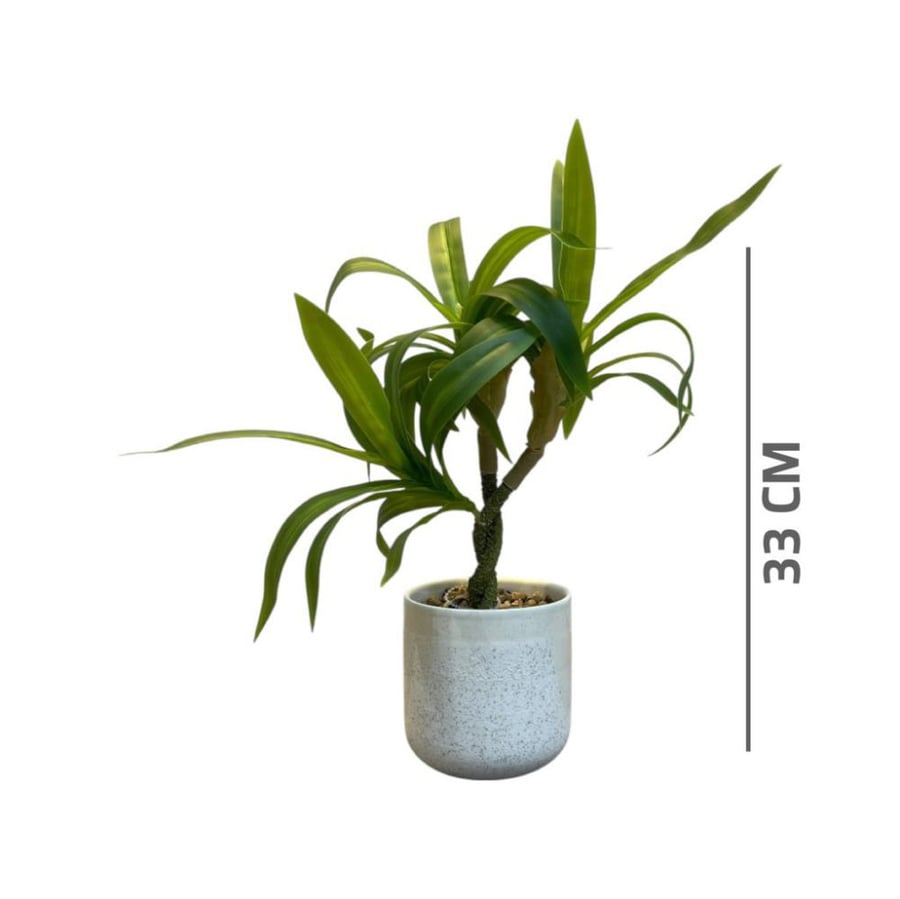 Bamboo seedling