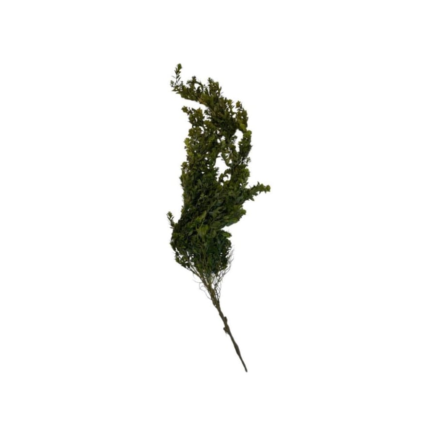 Green trellis variety