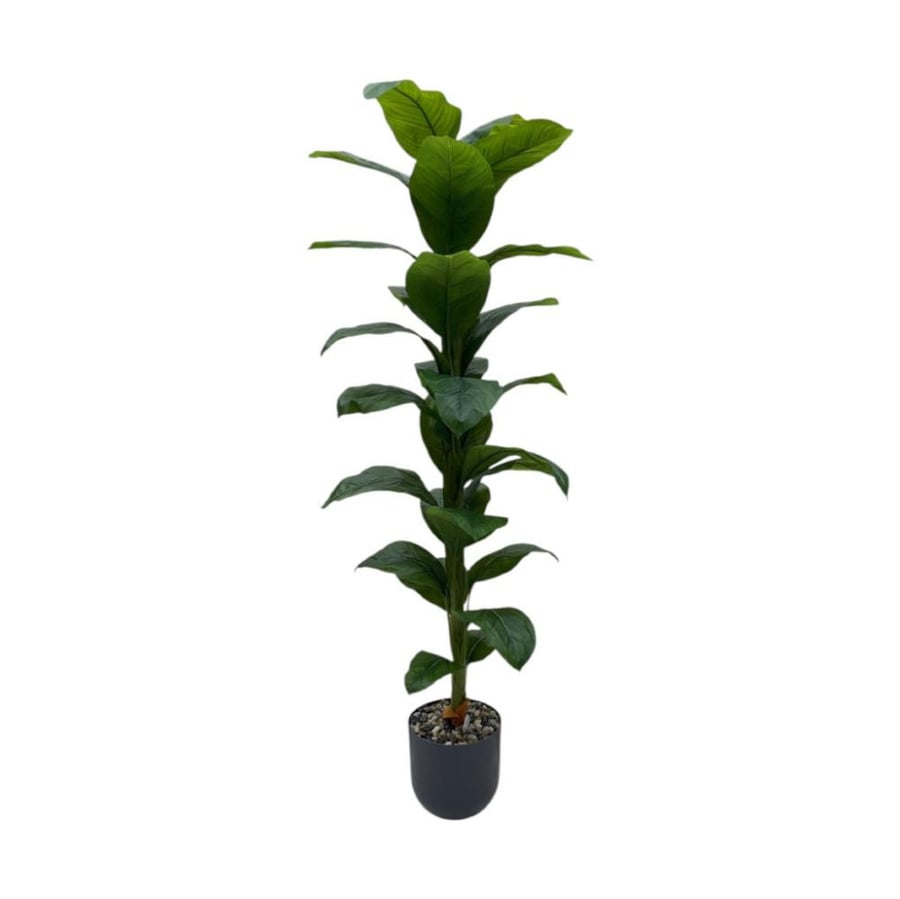 شجرة موز  195 سم