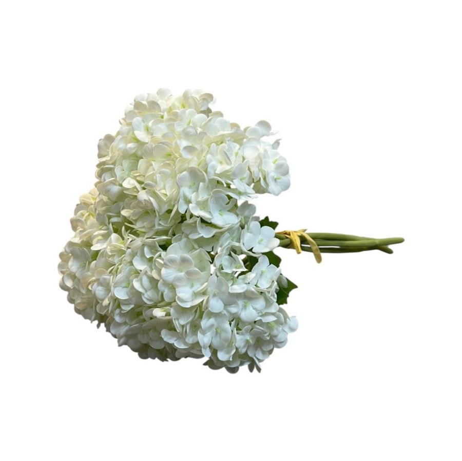 زهرة بلوسوم
