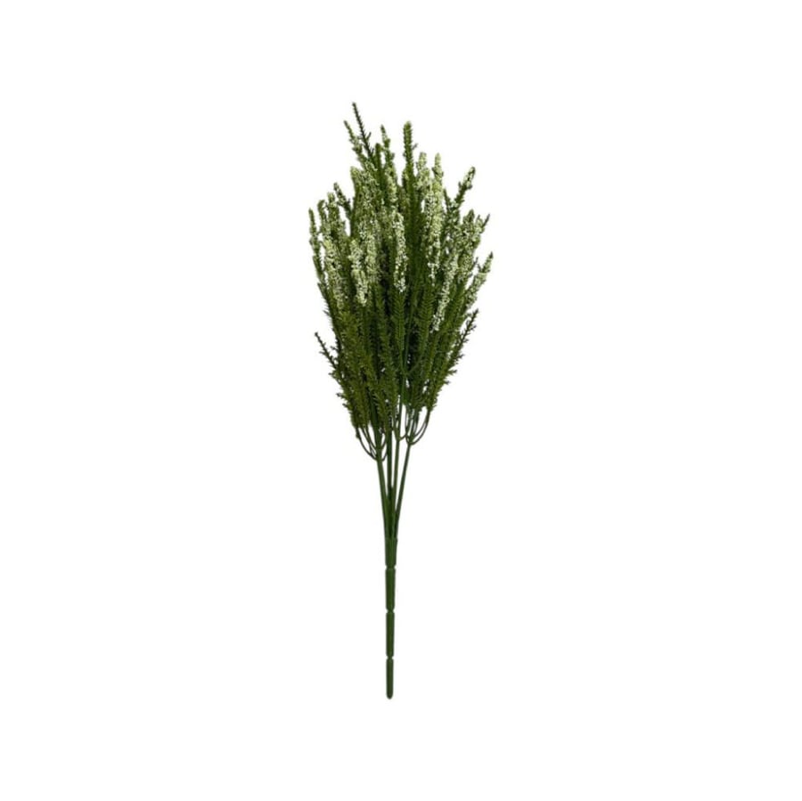 شتلة اللافندر