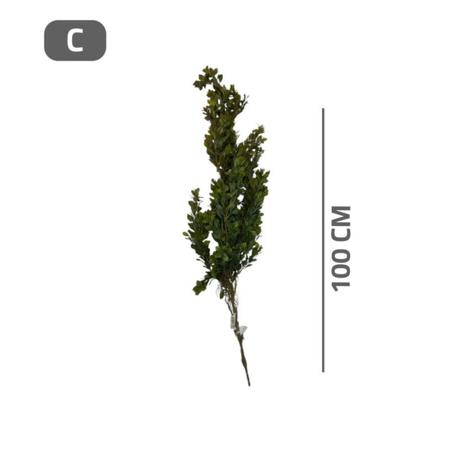Green trellis variety
