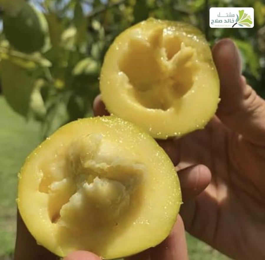 شتلات شجره سابوتا بيضاء من اصل بذره