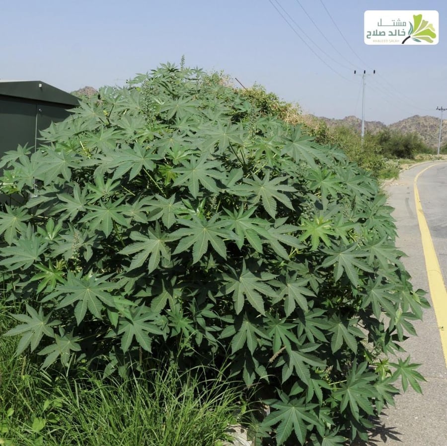 شتلات شجرة الخروع