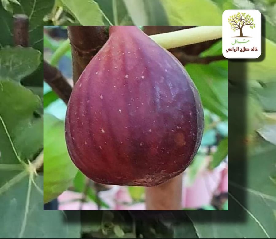 Fig seedlings Tadrus