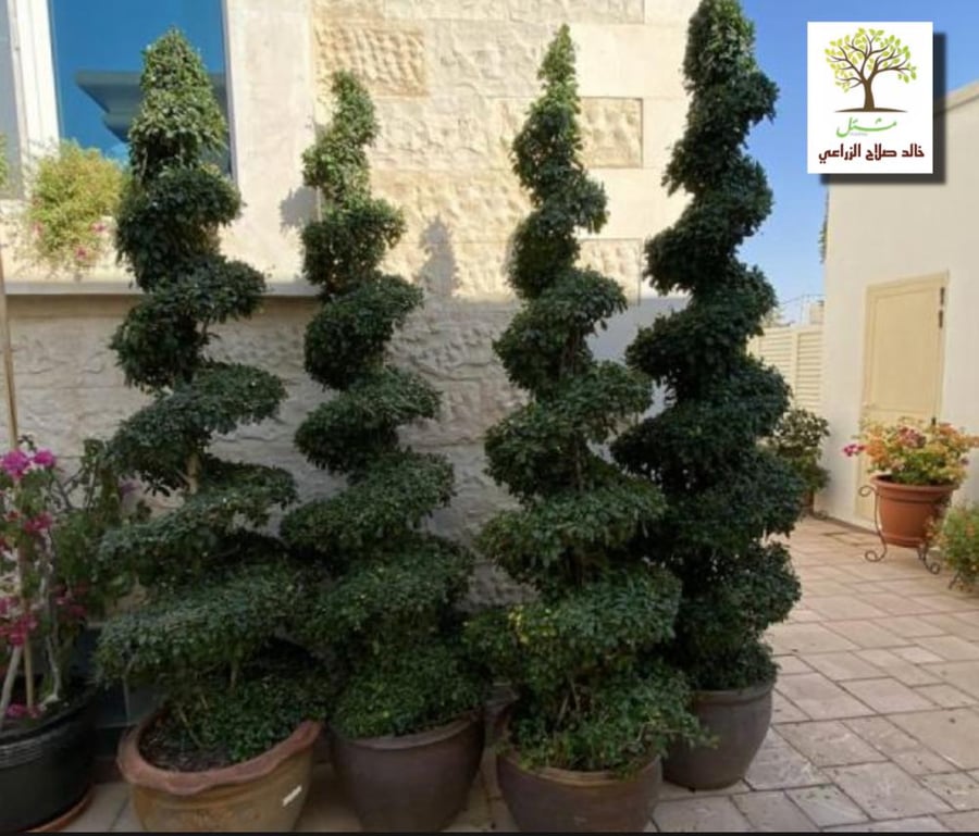 شتلات كارمونا ريتوسا
