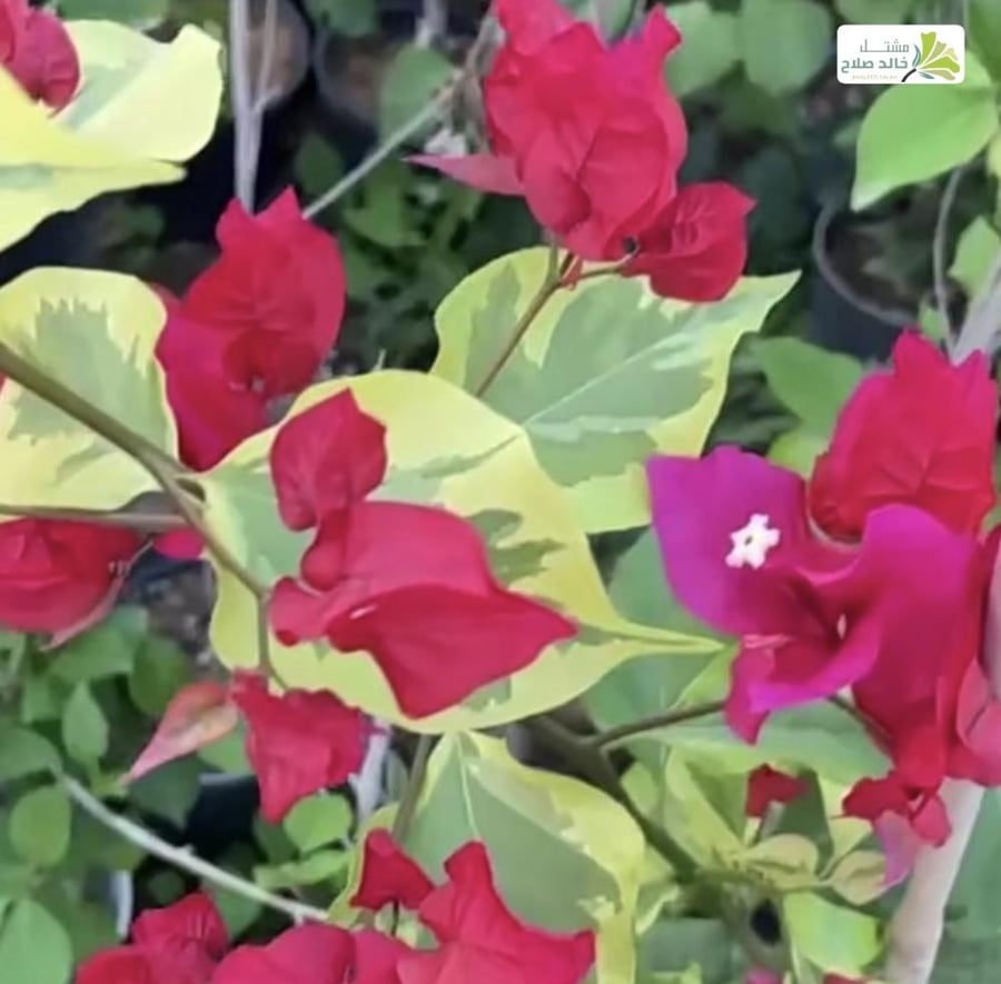 شتلات جهنميه راسبيري آيس مبرقشه