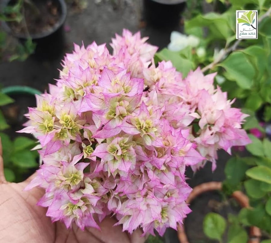 شتلات جهنميه كرزي مكبس -Bougainvillea Cherry Blossom