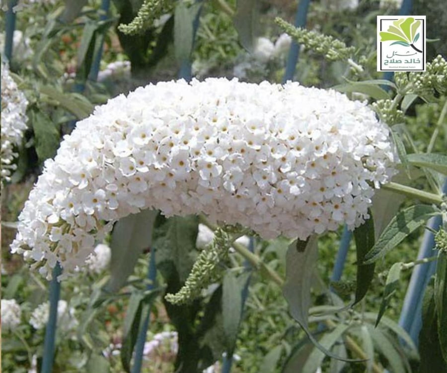 شجيرة البداليا  - شجرة الفراشات