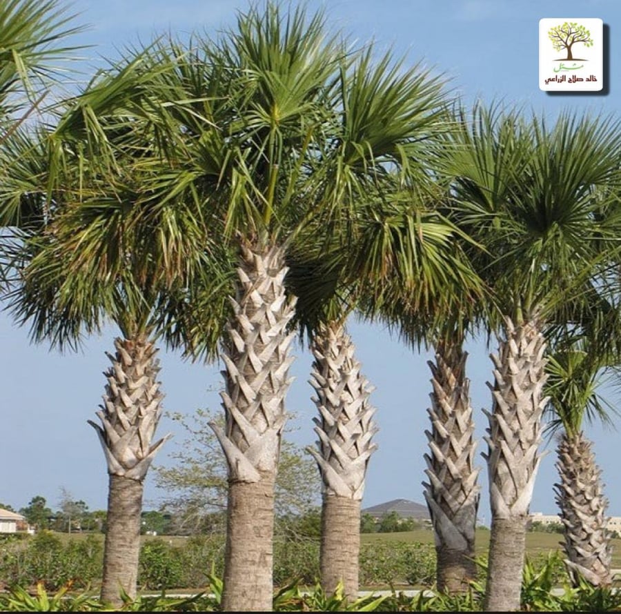 Date palm seedlings, Sabal, peacock tail