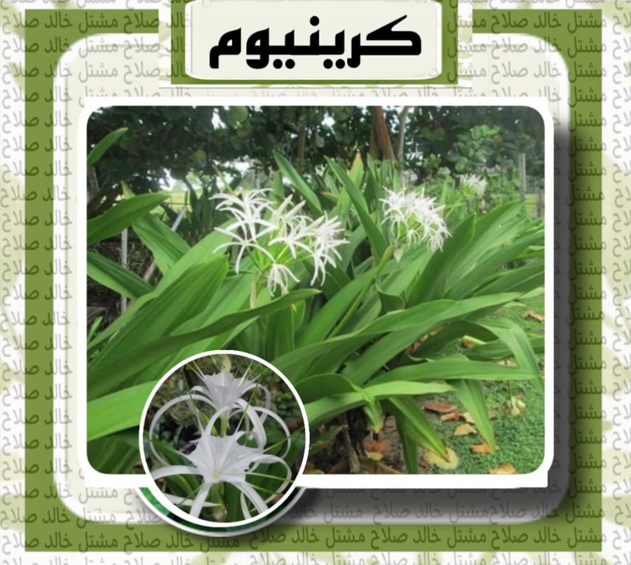 كرينيوم ( زهرة السوسن )